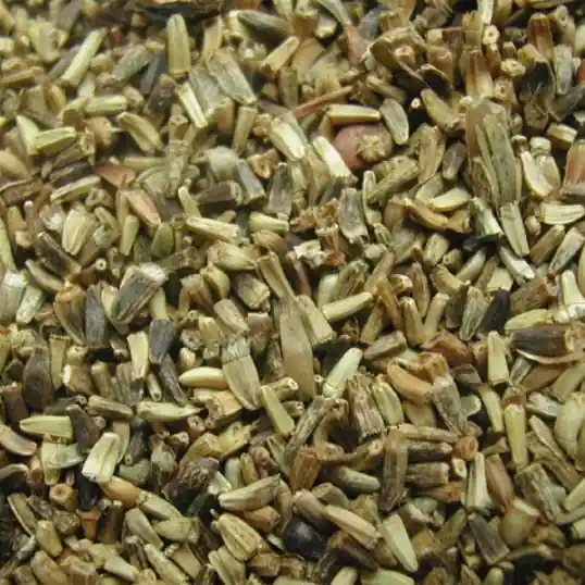 Graines de chicorée 1kg Prix Cassé