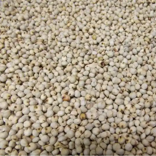 Graines de Dari blanc – 1 kg Promotion