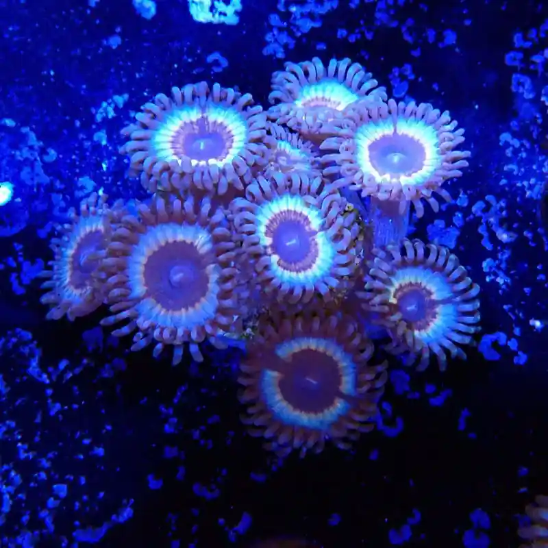 Exclusif Zoanthus Ultra Vampire In Drag
