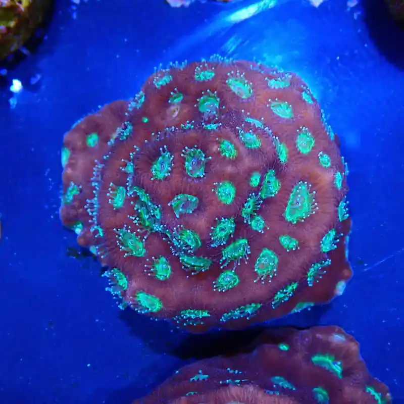 Favia sp. Authentique