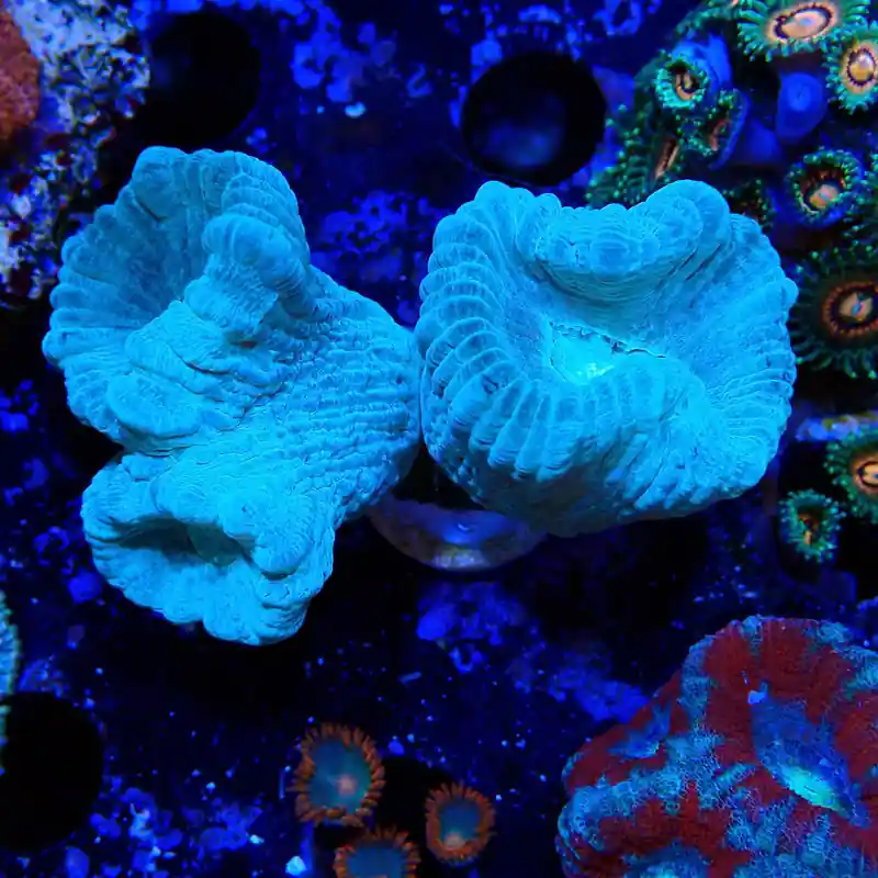 Prix Promo Caulastrea furcata