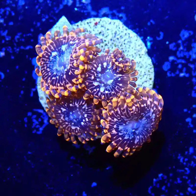 Zoanthus Ultra Utter Chaos Meilleure Qualité