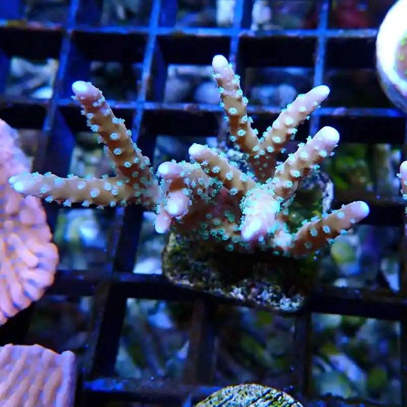 Anacropora RRC Tropicana Exclusif