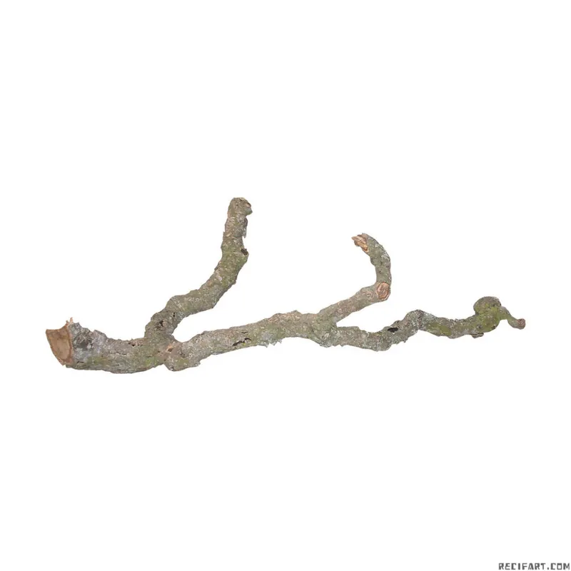 « Tronches » Corcast 90-120 CM Certifié