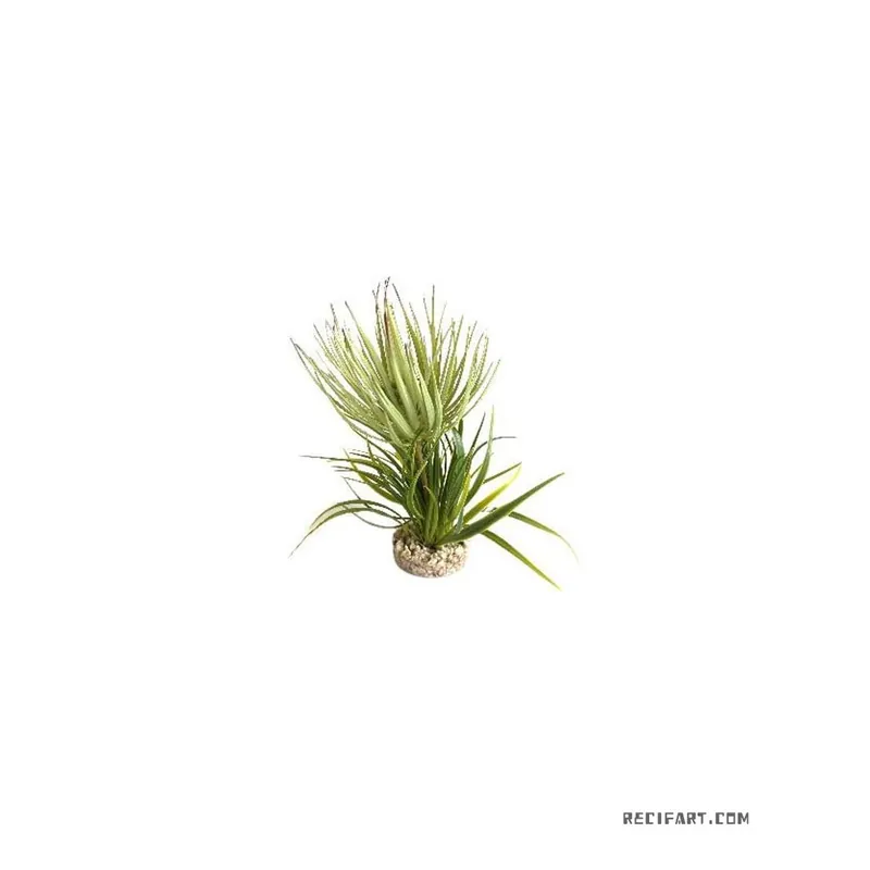 Terra plante grasse 23cm Prix Promo