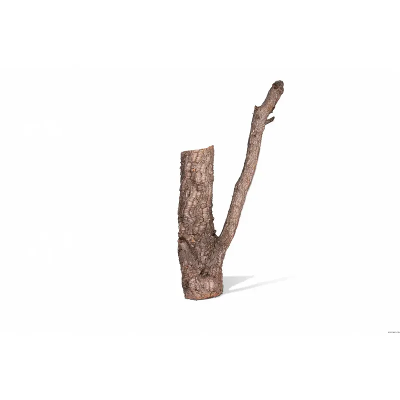 Acheter En Ligne BRANCHE DE LIEGE taille 45 80cm – poids inf. à 2kg