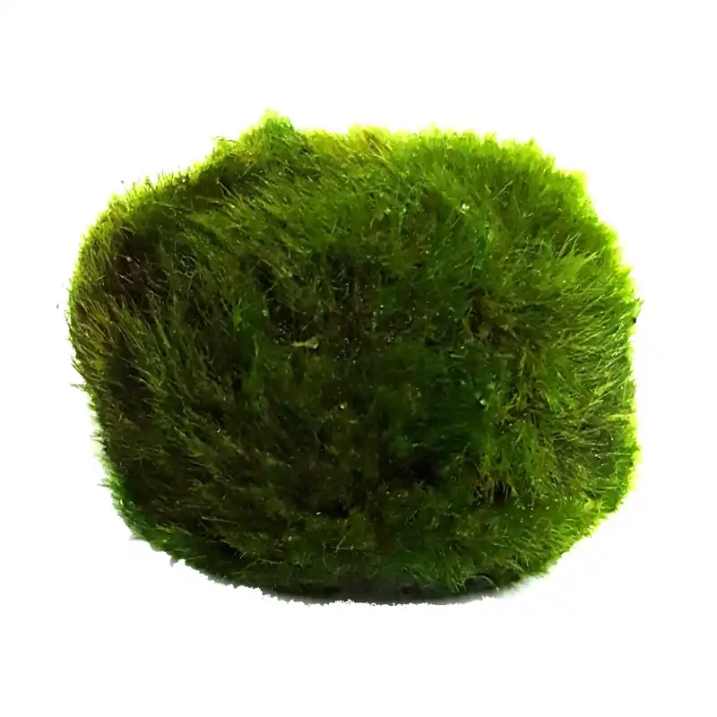 Nouveauté Cladophora aegagropila ou Boule anti-nitrates. Aide à la réduction des algues en aquarium. Très facile à maintenir !