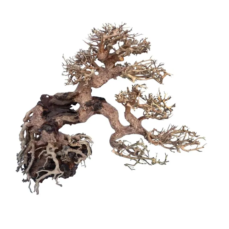 AMTRA Legno Oriental Wind 7 SM Bonsai 20 x 8 x 15 cm de haut pour aquascaping Expédition Rapide