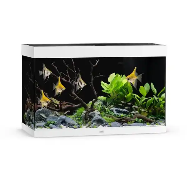 Exclusif JUWEL Rio 290 LED Blanc aquarium équipé 101 x 51 x 66 cm 290 L