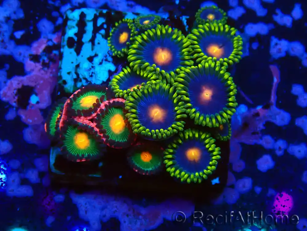 Acheter En Ligne WYSIWYG – Zoanthus 14D6 Mariculture Indo Acclimaté sous led