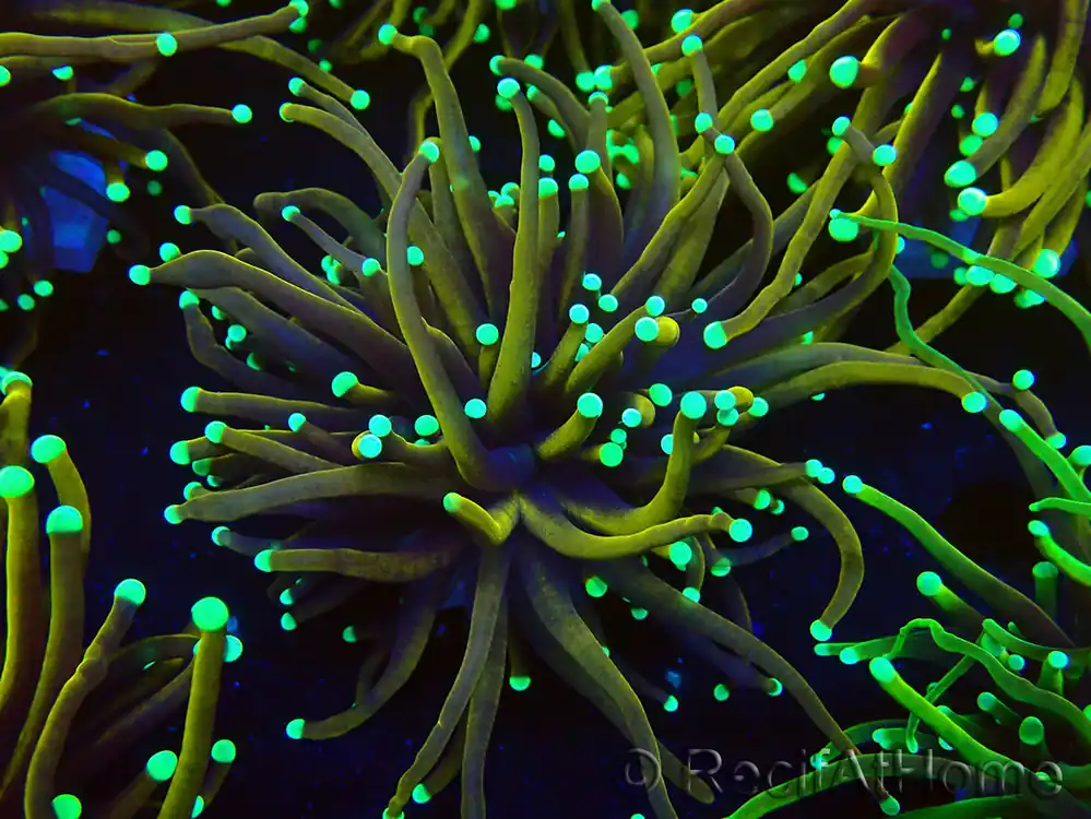 Acheter Direct WYSIWYG Euphyllia glabrescens Hellfire (Mariculture acclimaté sous LED) 8C5