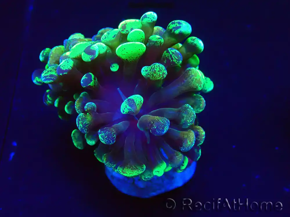Achat Immédiat WYSIWYG Euphyllia paraancora (Mariculture acclimaté sous LED) 4E10