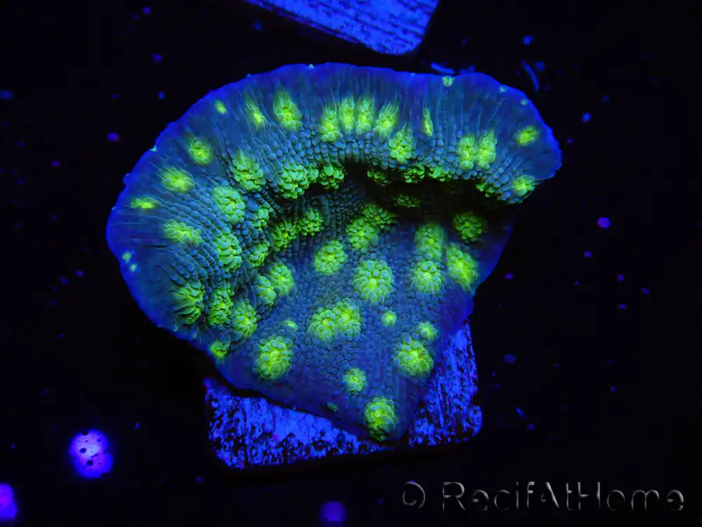 Acheter En Ligne Echinopora lamellosa