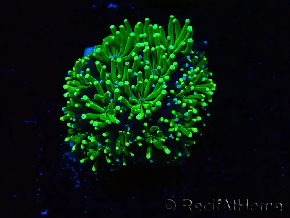 Acheter En Ligne WYSIWYG – RAH Galaxea Green torch yellow tips 5