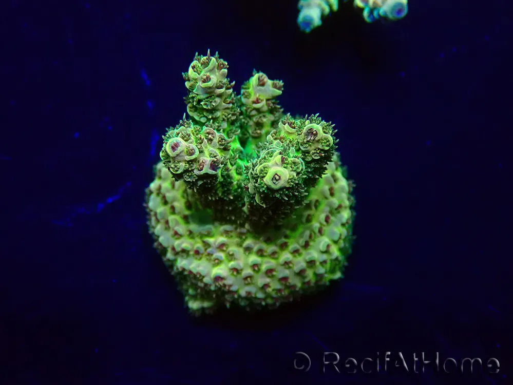 Acheter Direct WYSIWYG Acropora 15L2 Mariculture acclimaté led