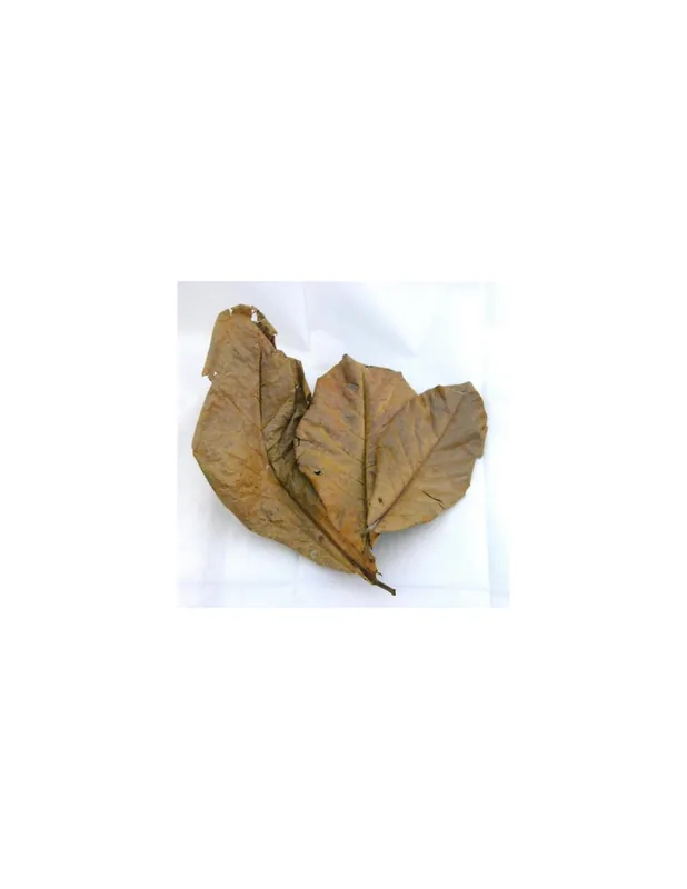 20 Feuilles de Catappa Commander Vite