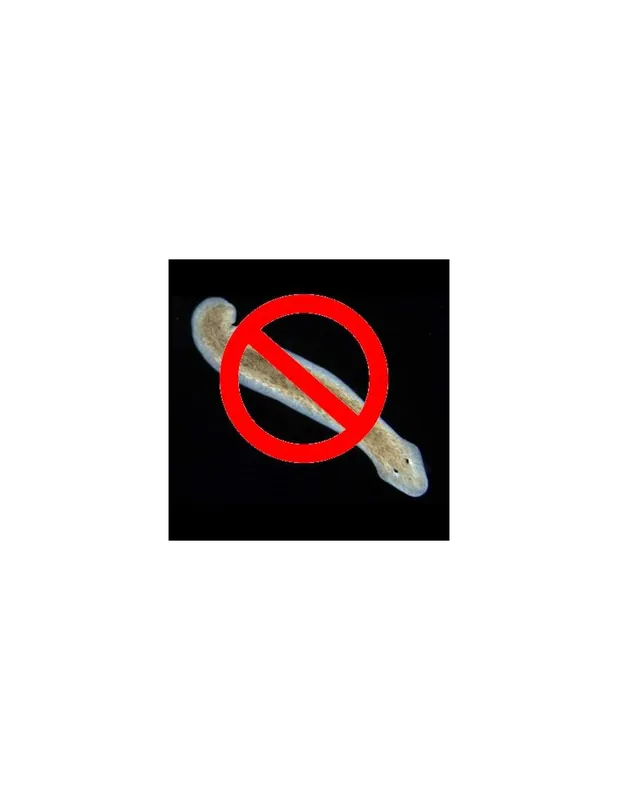 Anti Planaire Quantité Limitée