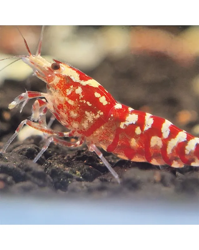 Caridina logemanni – Fancy Tiger Red Shrimp (Mid) Affaire À Saisir