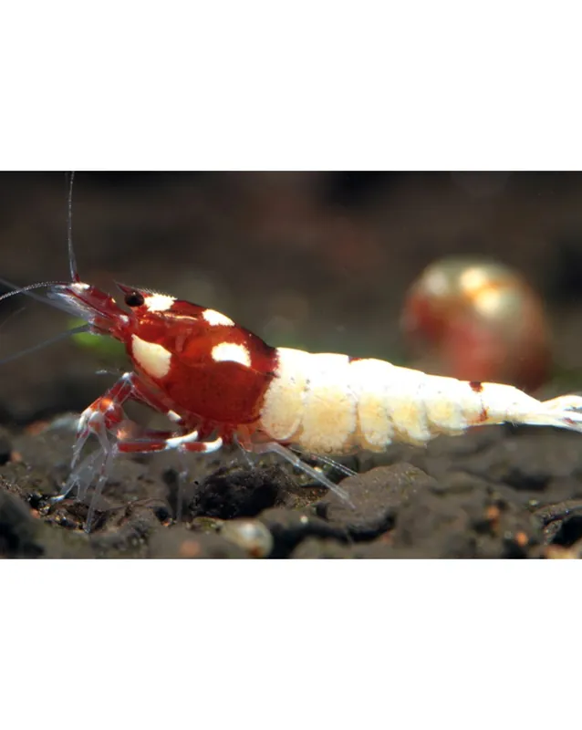 Caridina sp. Pinto Spotted Head – Red Pas Cher