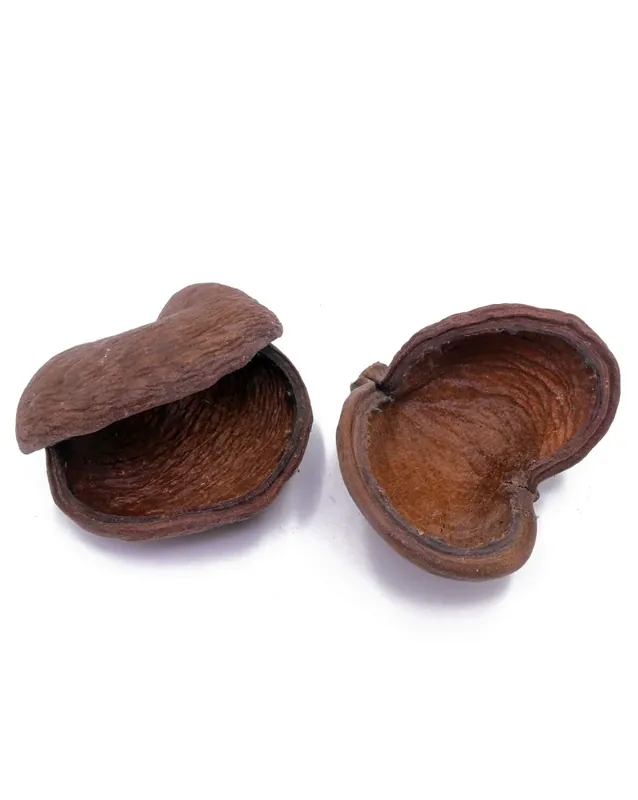 Badam 8-12cm Petit Prix
