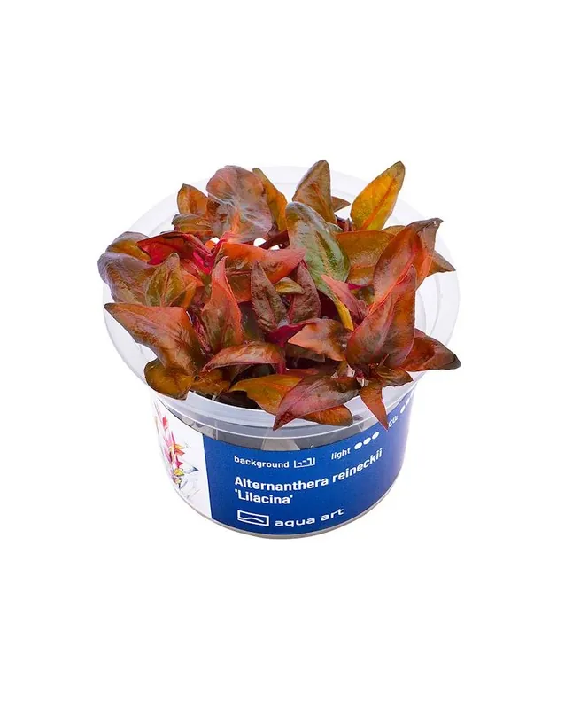 Acheter Direct Alternanthera reineckii &lsquo;Lilacina&rsquo; – Aqua-art