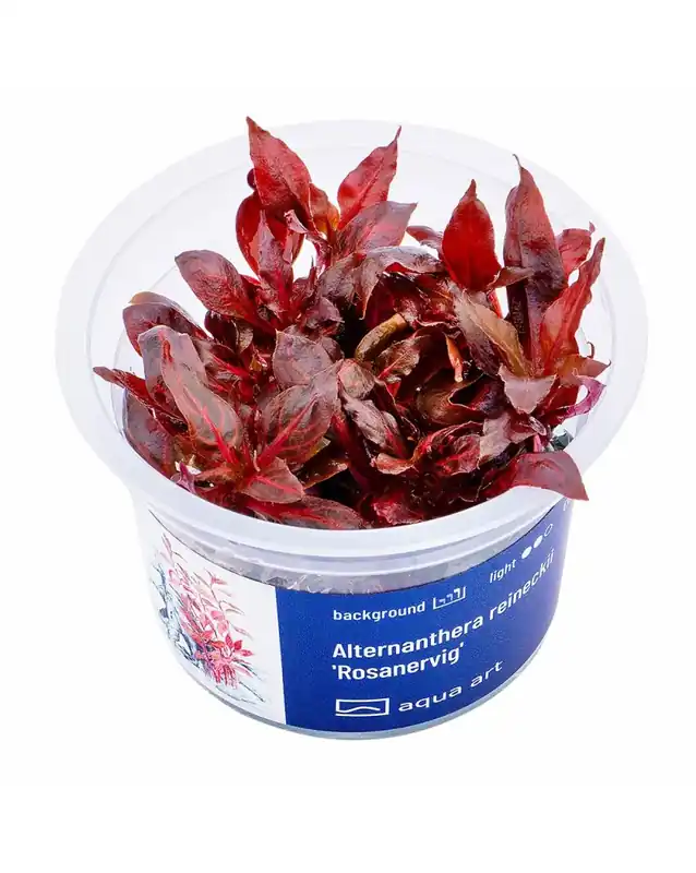 Top Qualité Alternanthera reineckii &lsquo;Rosanervig&rsquo; – Aqua-art