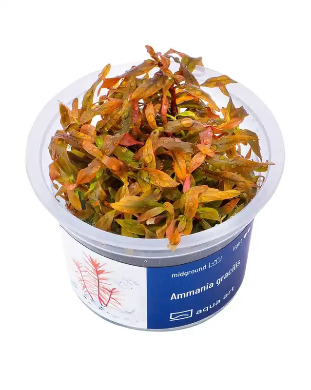 Ammannia gracillis – Aqua-art Gros Lot