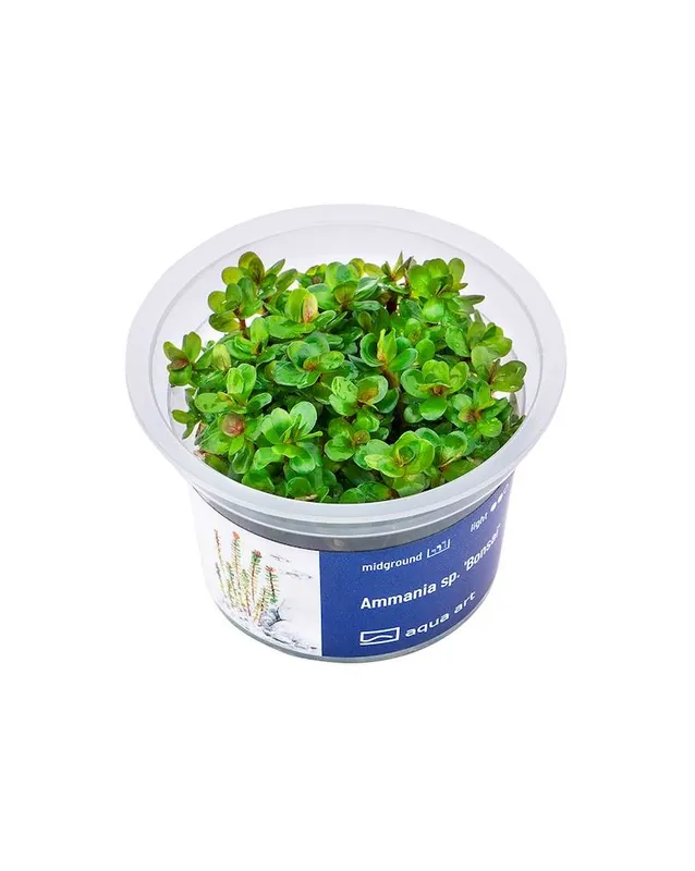 Ammannia Sp. Bonsaï – Aqua-art Acheter En Ligne