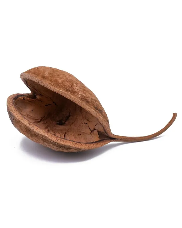 Commande En Gros Noix de Bouddha 8-12cm