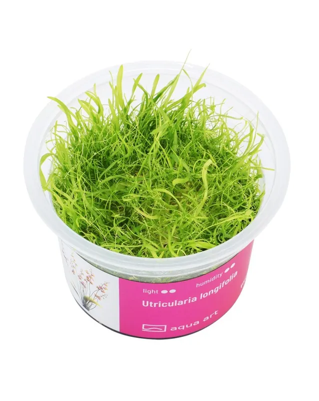 Utricularia longifolia – Aqua-art Tendance