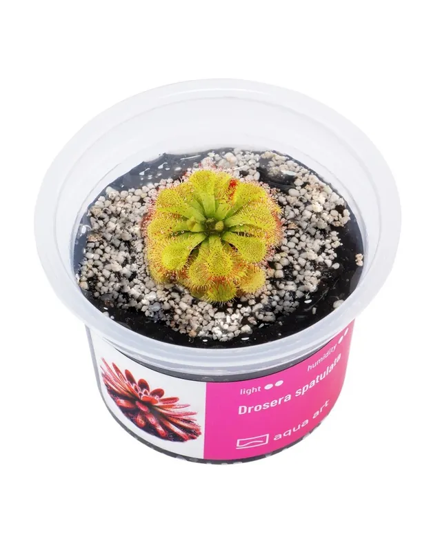 Prix Bas Drosera spatulata – Aqua-art
