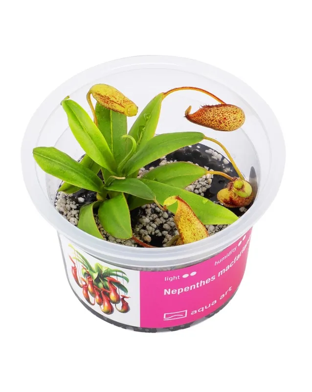 Dernière Chance Nepenthes macfarlanei – Aqua-art