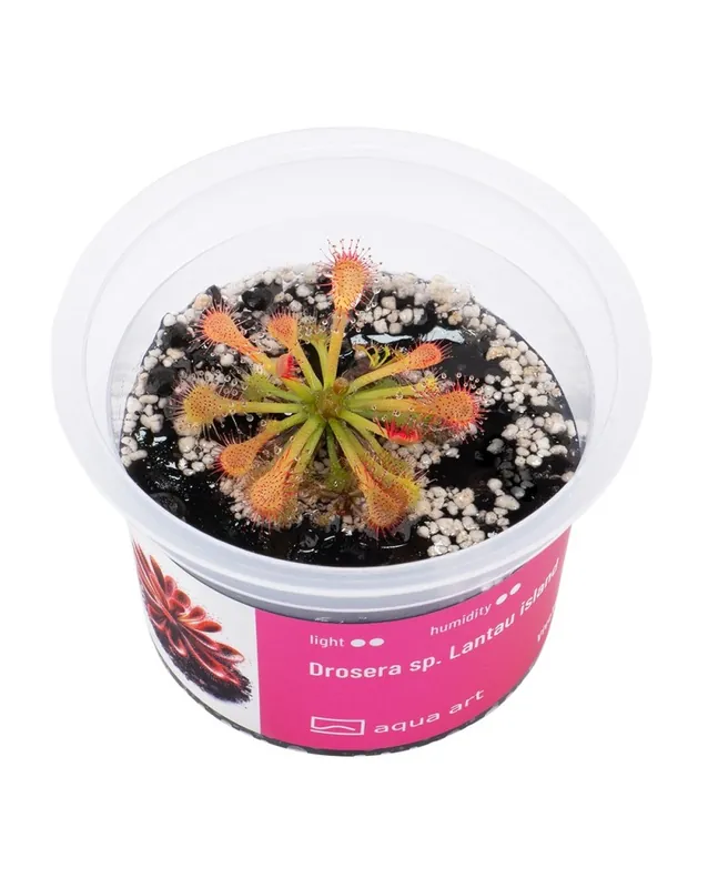 Drosera sp. Lantau Island – Aqua-art Vente Flash