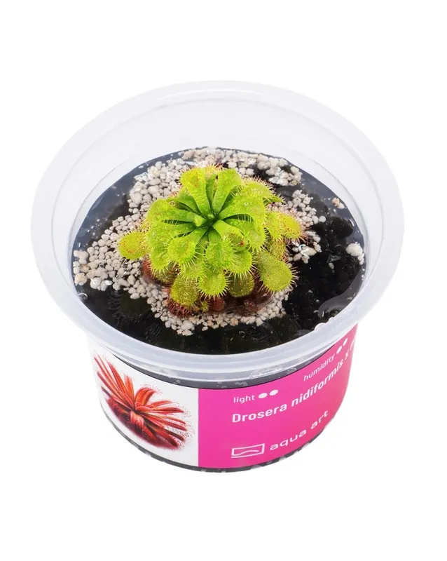 Drosera sp. nidiformis x natalensis – Aqua-art Offre Spéciale