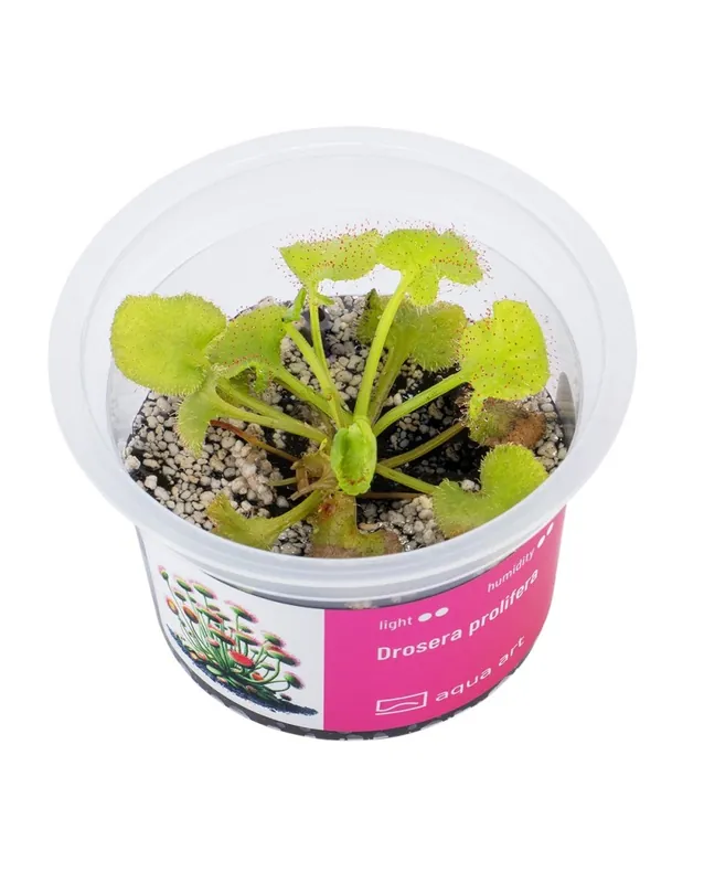 Drosera prolifera – Aqua-art Édition Limitée