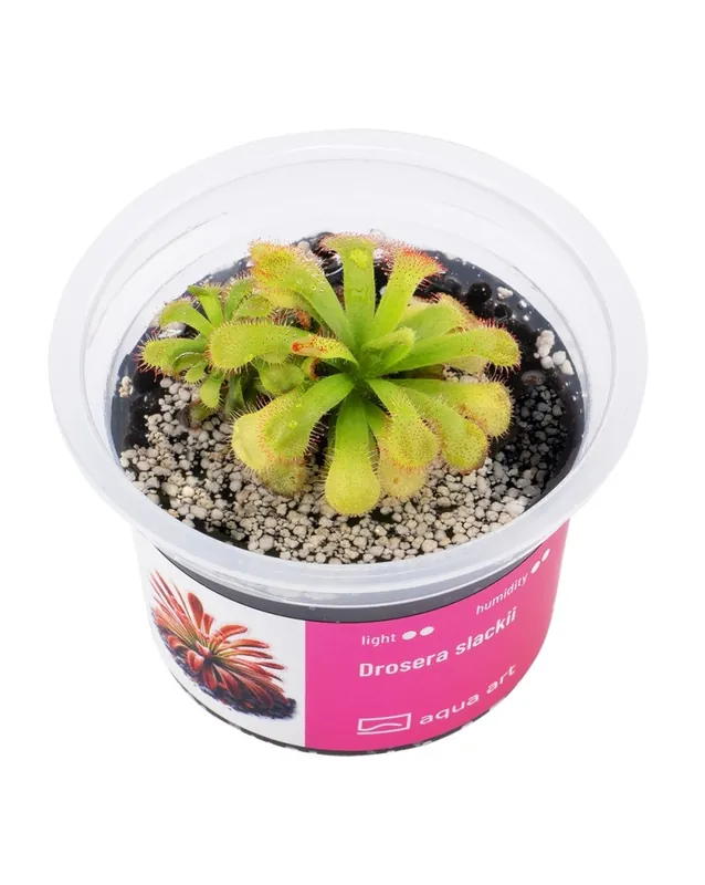 Drosera slackii – Aqua-art Vente Flash
