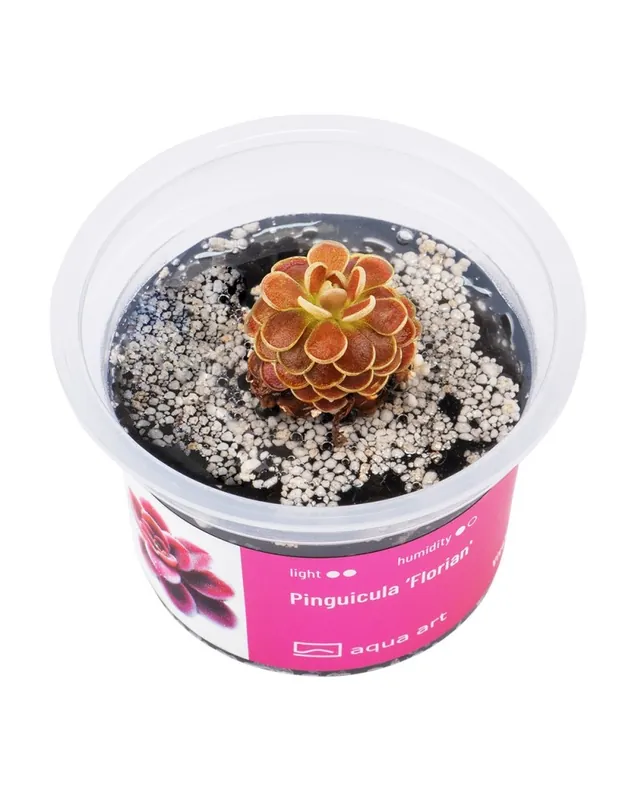 Pinguicula Florian – Aqua-art Bon Marché
