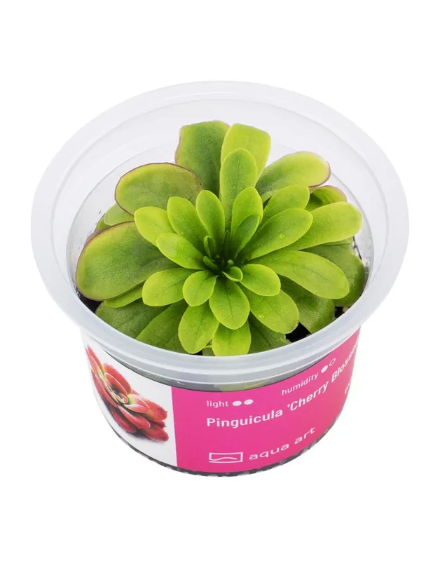 Offre Exclusive Pinguicula Cherry Blossom – Aqua-art