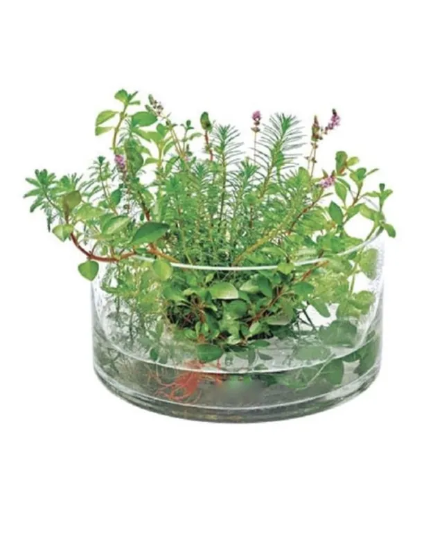 Authentique VIV Hydroponic Cylinder 16 x 24cm – 160-03