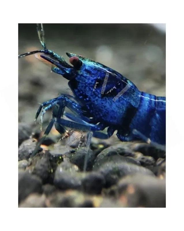 Caridina logemanni – Blue Bolt Deep – Top Meilleur Prix