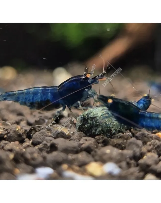 Blue Devil Shrimp – Mid (Voir Description) Must-Have