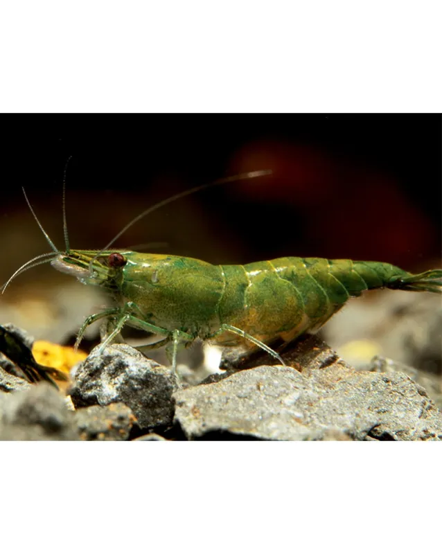 Achat Immédiat Neocaridina davidi – Green Jade