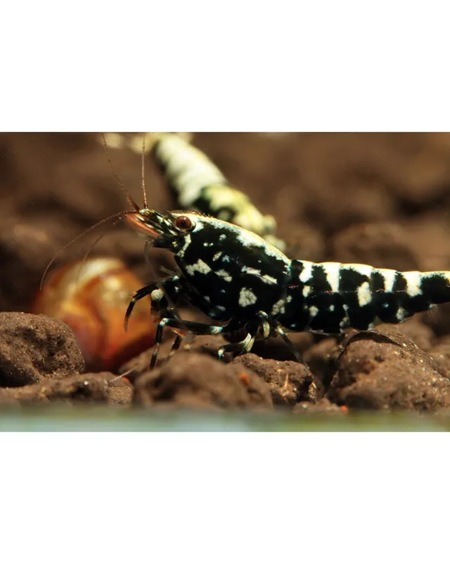Caridina sp. Galaxy Fishbone Snowflakes – Mid Solde