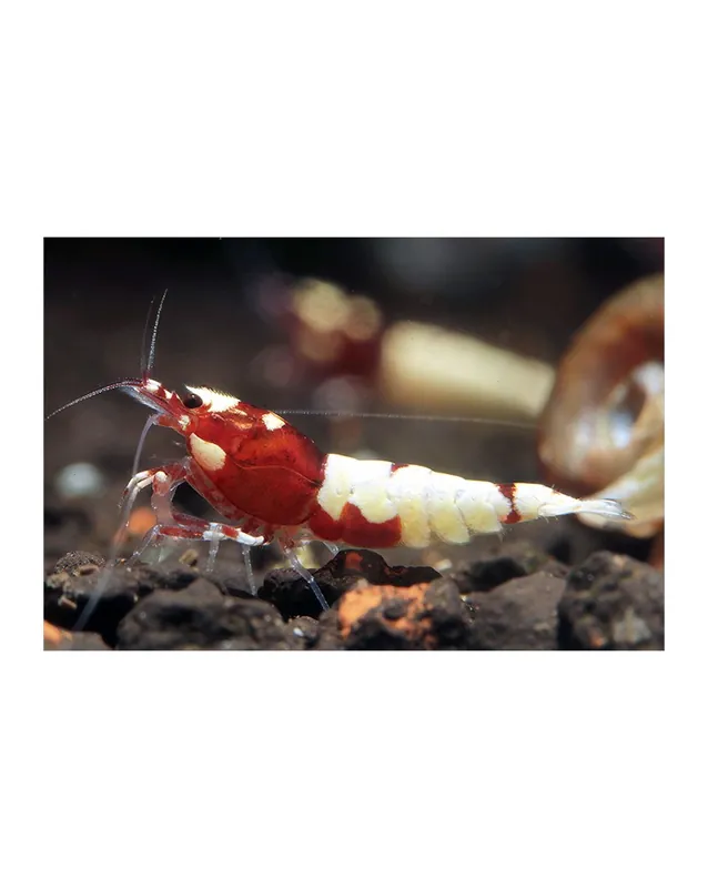 Caridina sp. Pinto – Red Top Vente