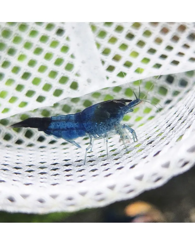 Achetez Aujourd’hui Neocaridina davidi – Blue Dream Declassées (lot de 20)