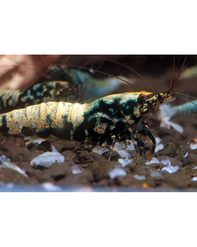Caridina logemanni – Pinto Galaxy Souche Boa Satisfait Ou Remboursé
