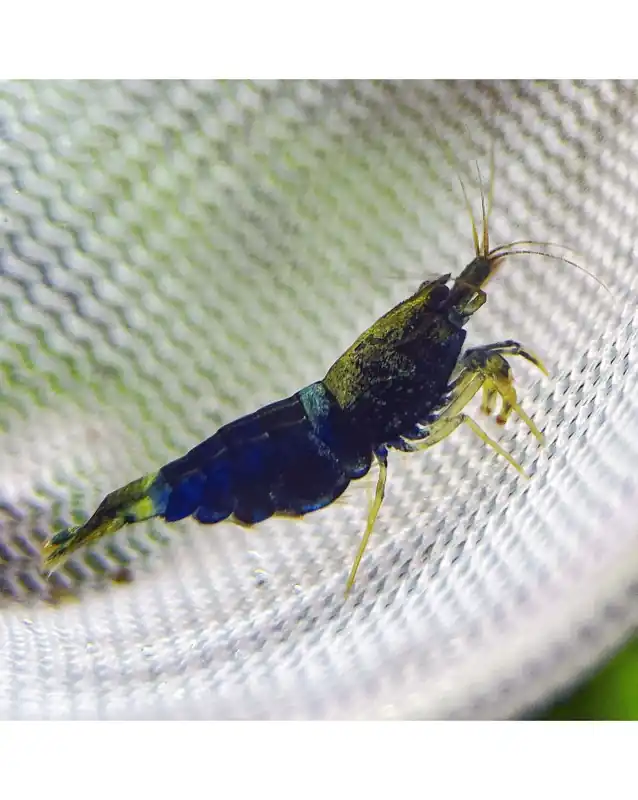 Acheter En Ligne Caridina logemanni – Ocean Blue Shrimp