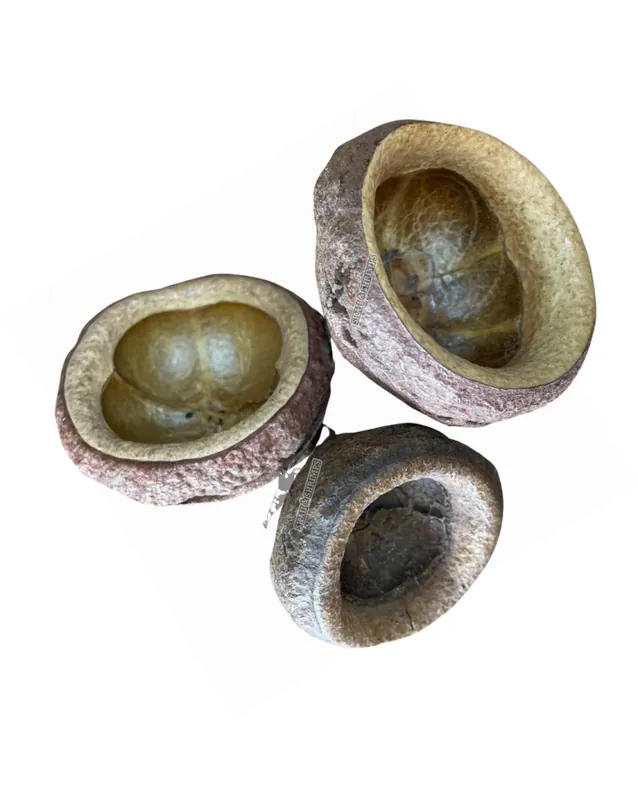 Chapeuzino Pod 5-8cm Tendance