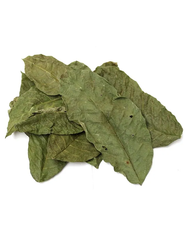 Affaire À Saisir Feuilles de Noyer Vertes x10