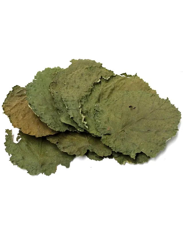 10 Feuilles de Noisetier XXL Top Qualité